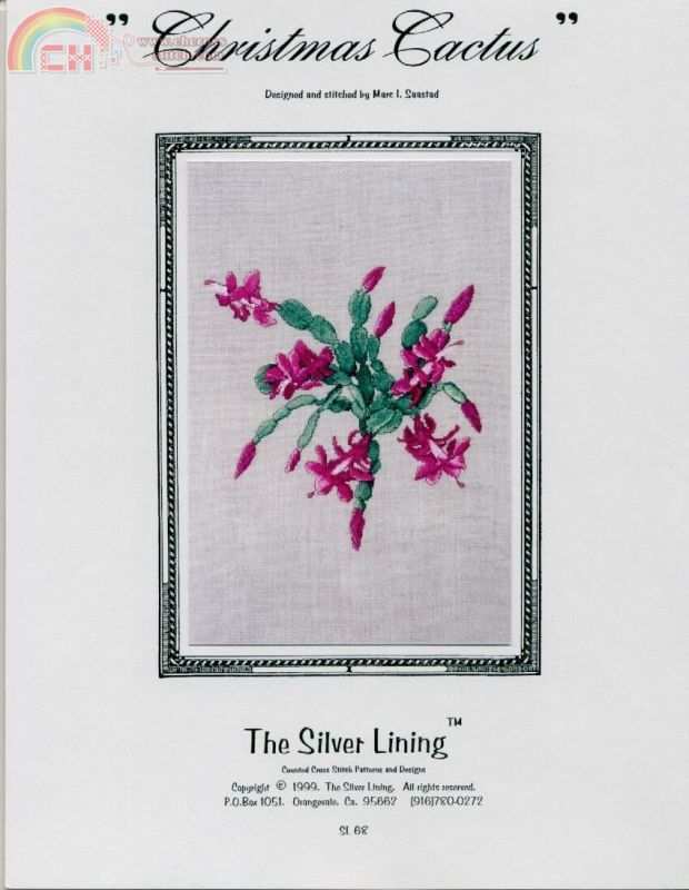 Christmas cactus.jpg