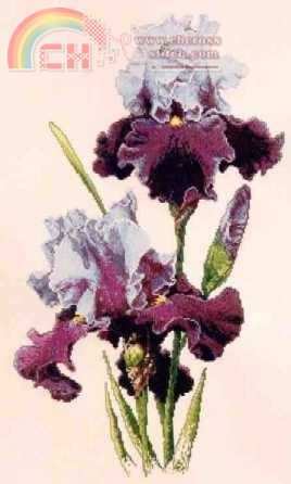 SL31 Dream Lover.jpg