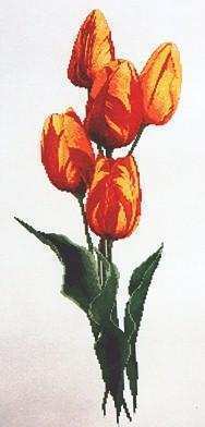 SL123 Rembrandt tulips.JPG