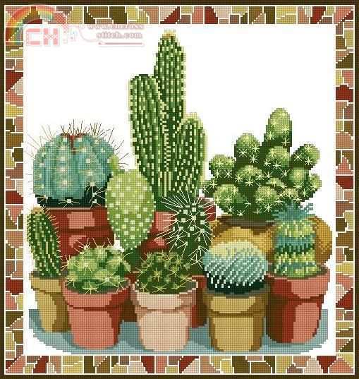 Cacti.jpg