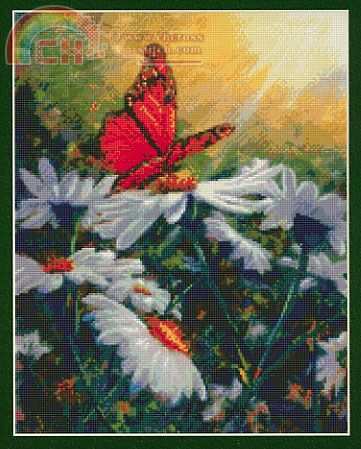 KK99523 Butterfly Daisies.jpg