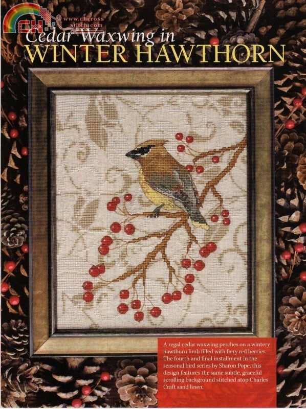 Cedar Waxwing in Winter Hawthorn.jpg