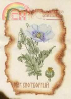 ZR KK-001 Papaver Somniferum.jpg