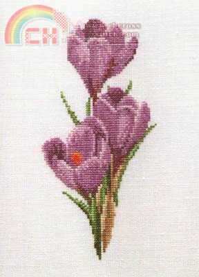 TG3083 Crocus.jpg