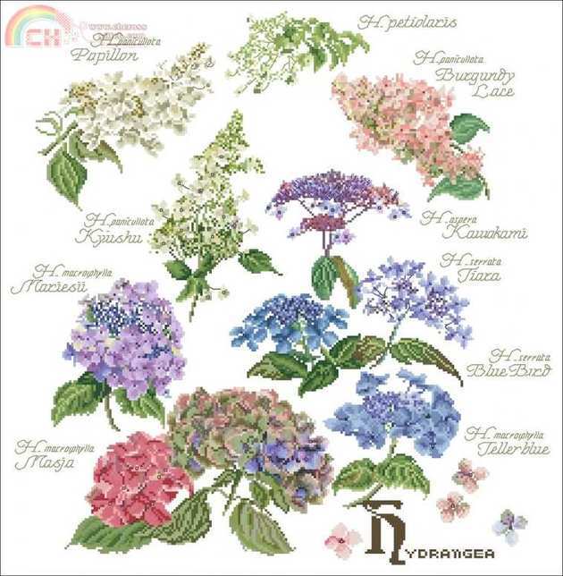 TG_3067_Hortensia.jpg