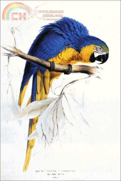 1311 blue and yellow macaw.jpg