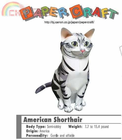 American Shorthair Cat.jpg