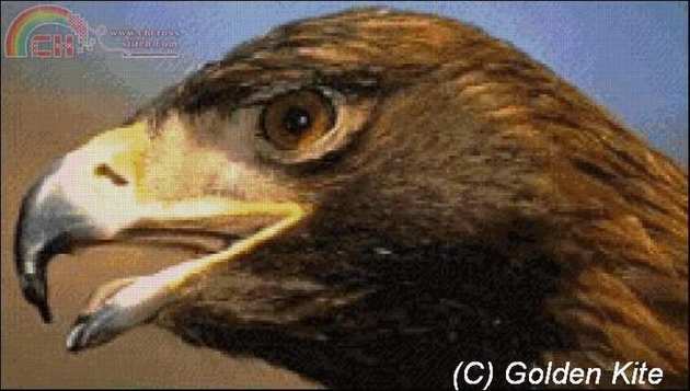 102 Brown Eagle.jpg