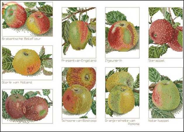 TG-2082-apples sampler.jpg