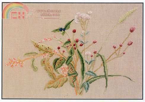 BK005 REYNOUTRIA JAPONICA.jpg