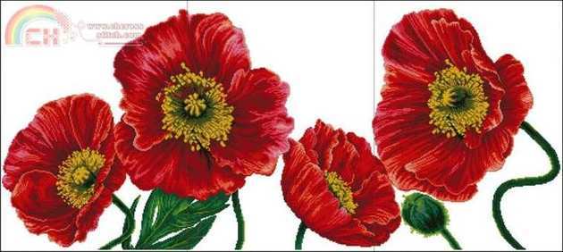 STC 100407 Blooming Poppies 2.jpg