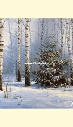 Este-159.1 A Fir Tree in The Wood -  Large