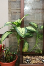 Evergreen plant 1