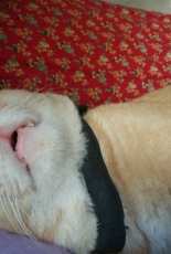 My cat