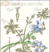 DFEA - Flower Shadow Aquilegia