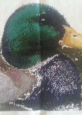 Mallard Duck
