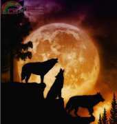 HAED HAEJUF 105 Wolves Peak by Julie Fain