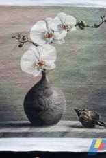 orchids & shell