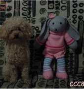 rose la lapine