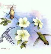 The Stitching Studio by Sue Coleman CS343 Dogwood & Hummingbird XSD