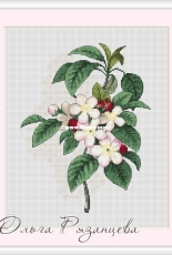 Olga Ryazantseva - Apple Blossom