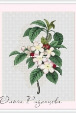 Olga Ryazantseva - Apple Blossom