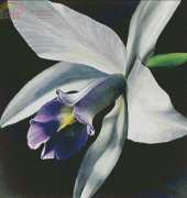 I Love CrossStitch ILCS - JH-025 - Orchid I XSD