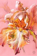 Pink Charm Iris by Anna Kuznetsova