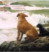 HAED HAEDPL 104 No Swimming Lessons by John Weiss