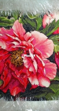 Dimensions. 35298 Coral Peonies.