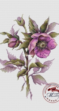 Hellebore by Elena Zhelnovach