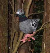Pidgeon