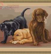 Luca-S G435 Dogs