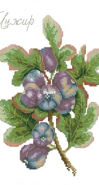 MP Studia HB-768 Gifts of nature Figs