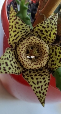 Starfish Plant/Stapelia Variegata/Orbea Variegata