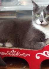 Safin, my cat