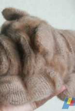 Svetlana2211 - Svetlana Komarova - Shar Pei Puppy - Russian