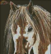 Shinysun Skewbald Horse