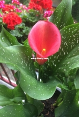 My Zantedeschia