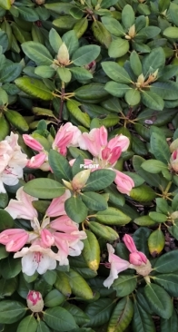 Spring has come