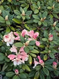 Spring has come