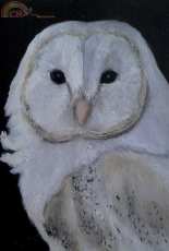 Painted Owl