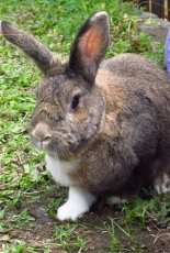 Bunny in picnic