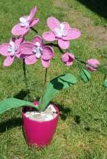 orchid 1
