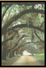 Mystic Stitch - NFP-23 - Oak Drive