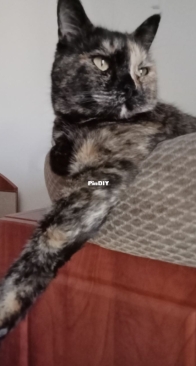 Mara