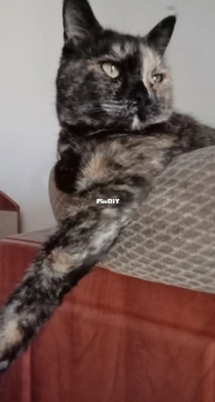 Mara