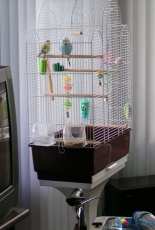 My lovely bird.