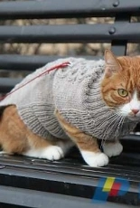 Georg Cat Coat by Jutta Juvenius -Finnish-Free