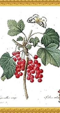 Thea Gouverneur - 2084 - Red Currant (xsd)